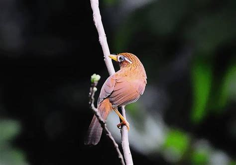 養鳥禁忌|【家裡養鳥】家裡養鳥禁忌全攻略！風水注意事項不可不知